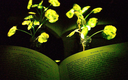 The Next Generation of Glowing Plants