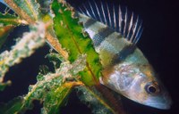 Light Pollution Suppresses Melatonin Production in Perch