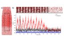 Uncovering Oxygen’s Role in Enhancing Red Eu-Doped GaN LEDs